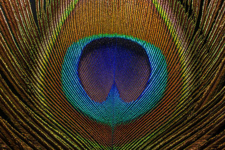 Zdjęcie makro pawie pióro feather