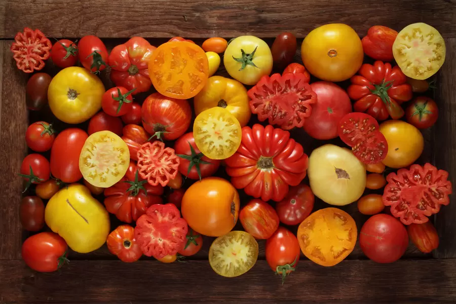 Different varieties of tomatoes