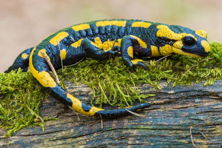 Salamandră
