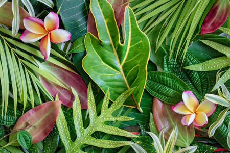 Tropické kvety a listy