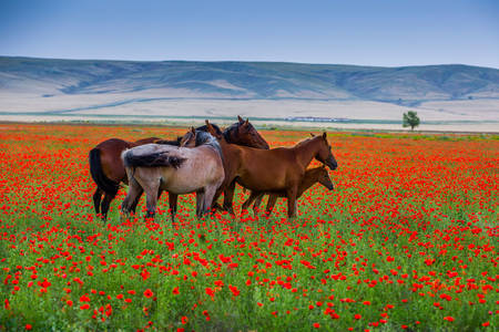 Pferde in einem Mohnfeld