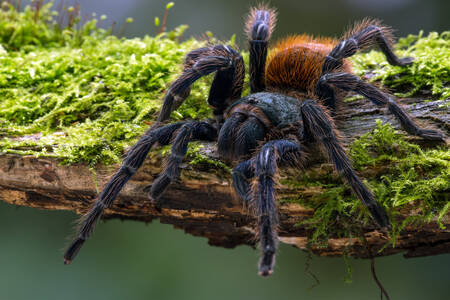 Chromatopelma cyaneopubescens