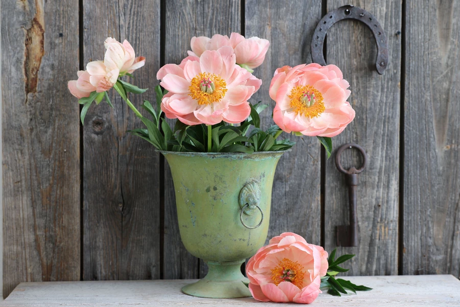 Bouquet of peonies on a wooden background