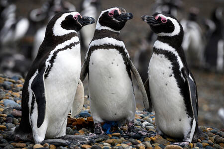 Pinguins de Magalhães na praia