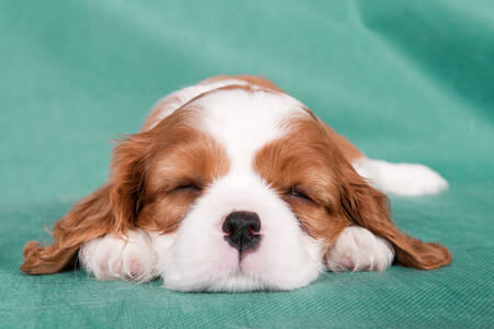 Спящо кученце шпаньол