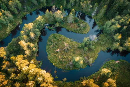 Rijeka u šumi