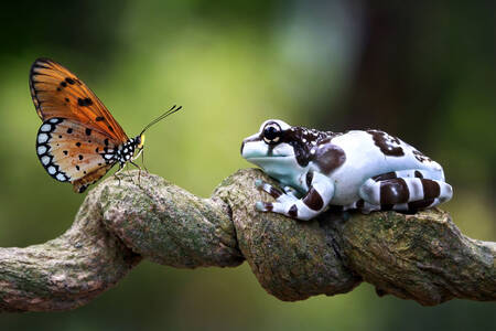 Rana y mariposa en una rama