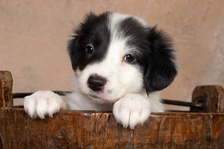 Little border collie puppy