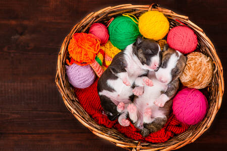 Yün yumakları üzerinde yavru köpekler