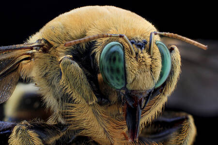 Портрет бджоли