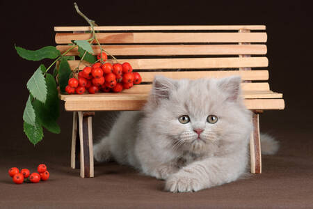 Kitten and rowan berries