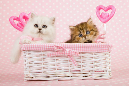 Gatitos en una canasta rosa