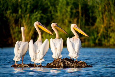 Pelicans on the river