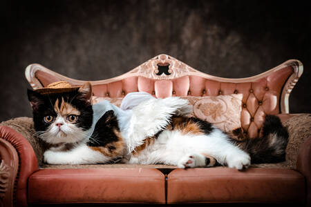 Котка на дивана