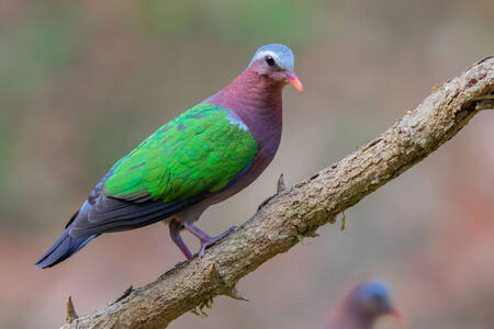Emerald dove on a branch