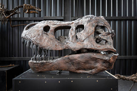 Cráneo de tiranosaurio rex