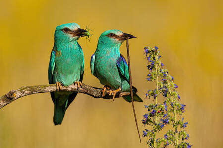 Emerald birds