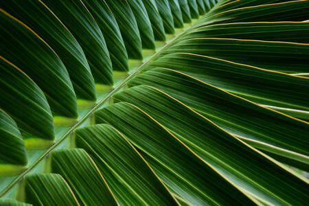 Liść palmowy