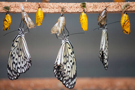 Butterflies and cocoons