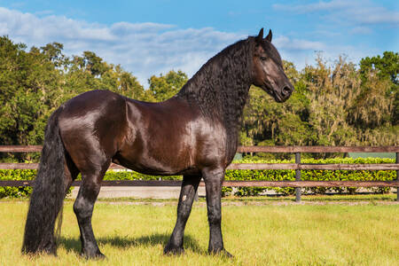 Cheval frison dans un pré