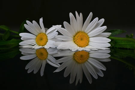 Marguerites sur un fond noir