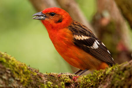 Turuncu tanager