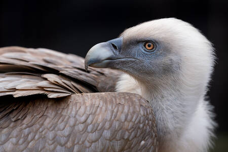 Portrait d'un vautour fauve