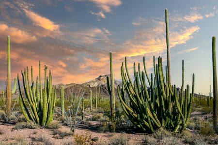 Cacti in the desert