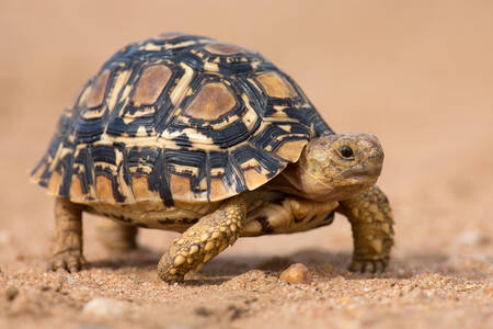 Leopard tortoise