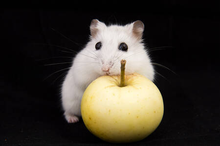 Hamster õunaga