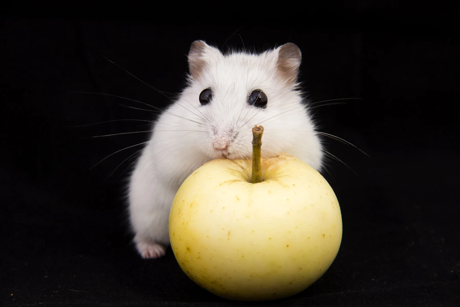 Hamster avec une pomme