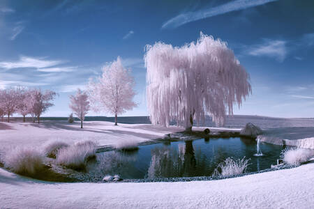 Snijegom prekrivena stabla uz jezero