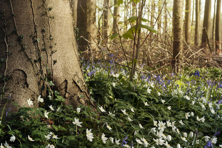 Spring flowers in the forest
