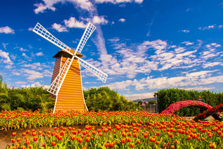 Tulpen in den Niederlanden