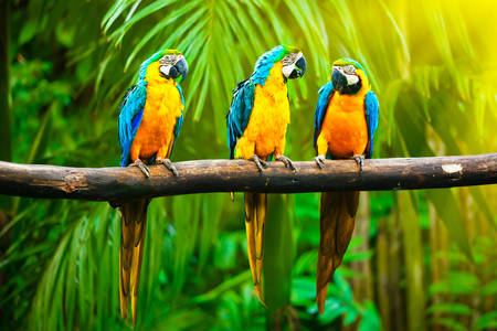 Papagaji