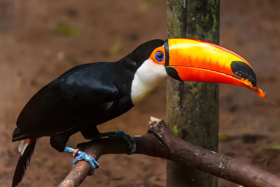 Toucan pe o ramură