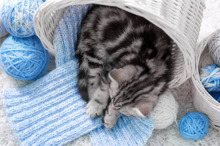 Sleeping kitten