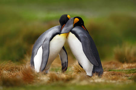 Bir çift kral penguen