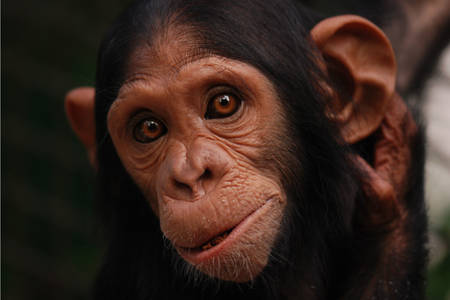 Portrét šimpanza