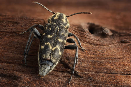 Beetle on wooden background