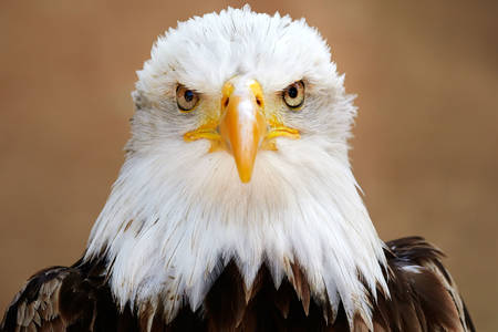 Retrato de águila calva