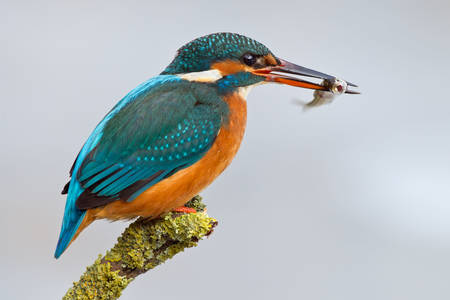 Kingfisher pe o ramură