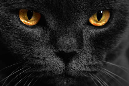 Portrét černé kočky