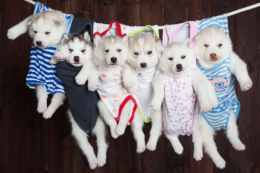 Cachorros husky en monos de bebé