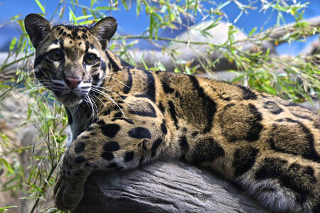 Taiwanský leopard oblačný