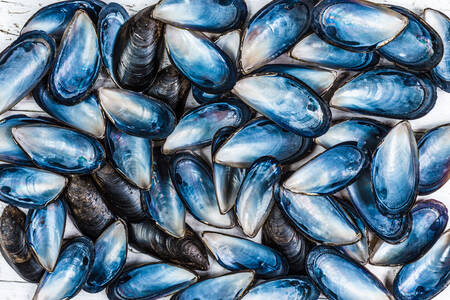 Conchas de mejillones azules