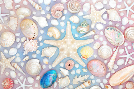 Estrellas de mar y conchas