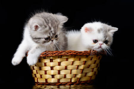 Kittens in een mand op een zwarte achtergrond