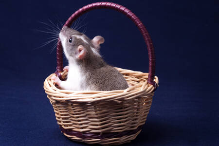 Rat in a basket