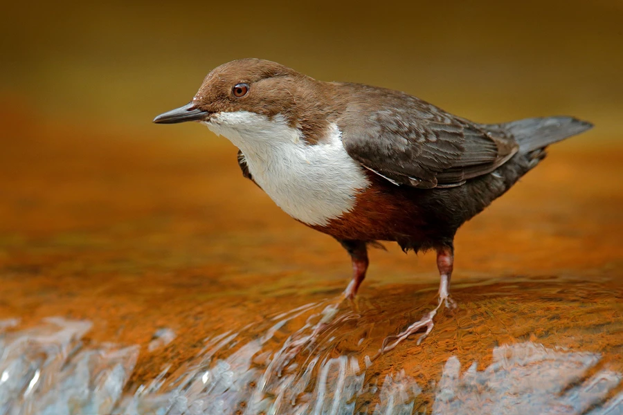 Bird on the river